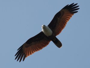 Brahminy Kite