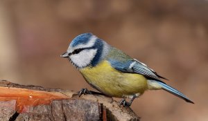 Blue Tit