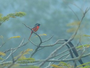 scarlet minivet, male