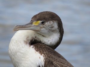 Pied Shag Juvrnile