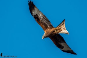 Red Kites of the A14 (4)