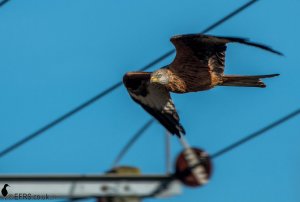 Red Kites of the A14 (5)