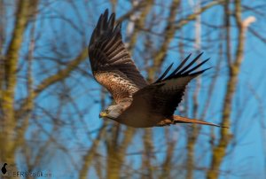 Red Kites of the A14 (6)