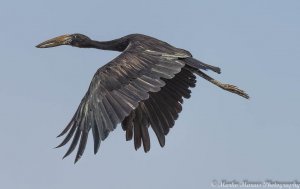 African Openbill