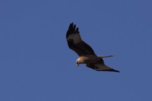 Red Kite