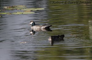 Green Cotton Pygmy Goose