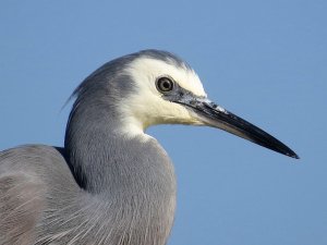 White Faced Heron