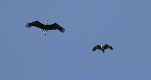 Wooly-necked Stork...