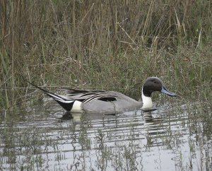 Northern Pintail (male)