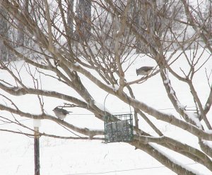 Tufted Titmouse pair on a snowy day