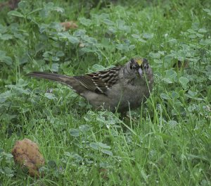 Golden-Crowned Sparrow