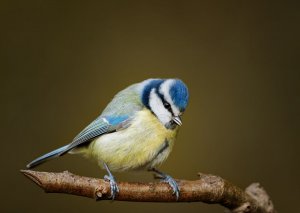 Blue tit