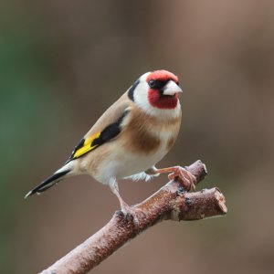 Goldfinch