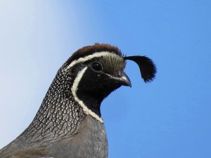 California Quail (Male).