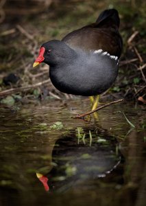 Moorhen