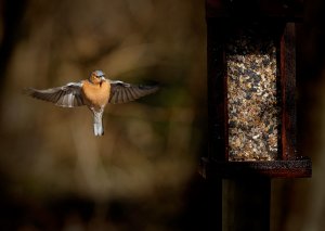 Chaffinch