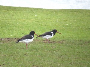 oystercatchers