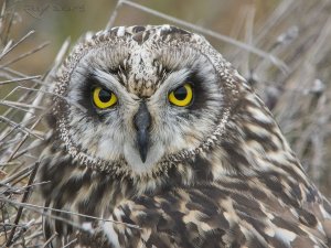 Buho campestre, Asio flammeus