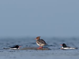 Red-breasted Mergansers