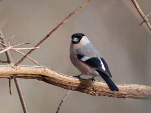 Mrs. Bullfinch