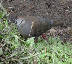 Grey-Chested Dove