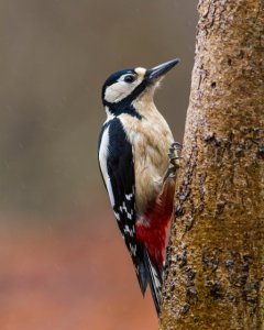 Great Spotted Woodpecker