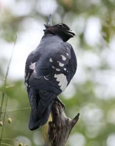 Black Baza