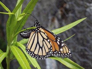 Monarch Butterfly