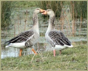 A couple of Greylags