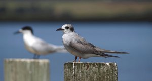 Black fronted tern