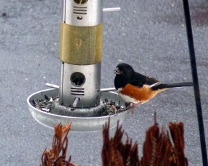 Towhee on feeder