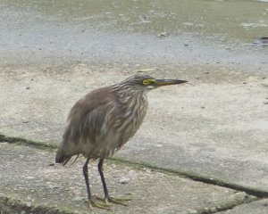 chinese pond heron