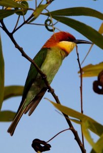 Chestnut-headed bee-eater