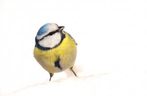 Blue Tit