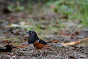 Spotted Towhee