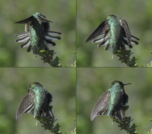 Anna's Hummingbird: Wing Study, 1 of 2