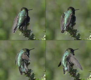 Anna's Hummingbird: Wing Study, 2 of 2