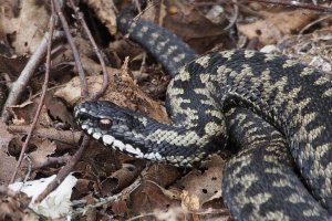 Adder