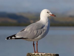 Red Billed Gull