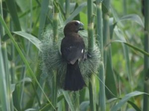 Thick Billed Weaver