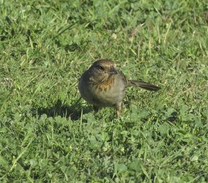 California Towhee