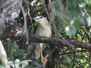 Black Crowned Night Heron