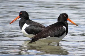 South Island Pied Oystercatcher's