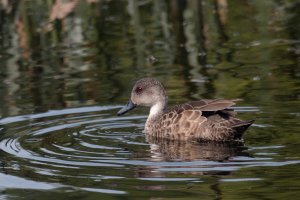 Grey Teal