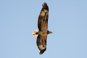 White Bellied Sea Eagle (immature)