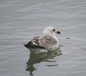 Western Gull (immature)