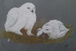 Snowy Owls