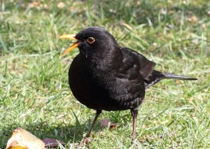 Blackbird with beak open all the time