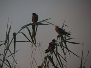 Western Red Footed Falcon