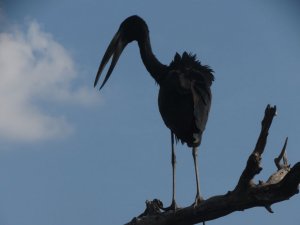 African Openbill